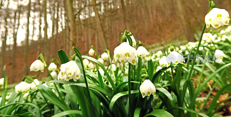 March mug - Leucojum vernum (Märzenbecher)